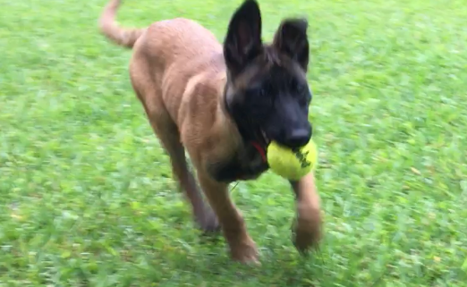 4 month old malinois